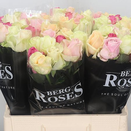 Rose Avalanche Mix