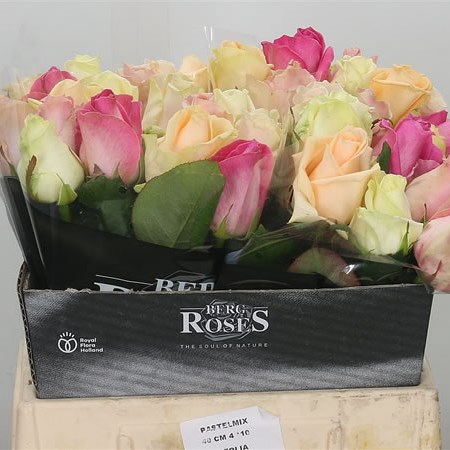 Rose Avalanche Mix (Small)