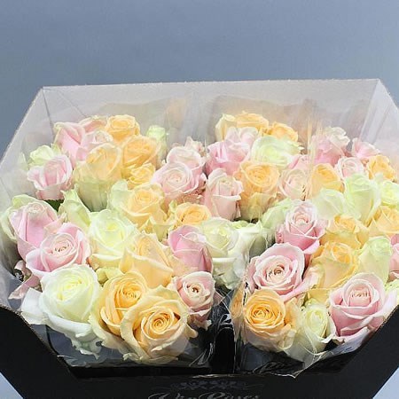 Rose Avalanche Pastel Mix (Shades May Vary)