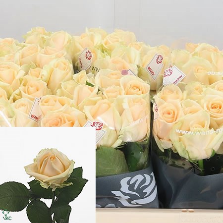 Rose Avalanche Peach 50cm | Wholesale Dutch Flowers & Florist Supplies UK