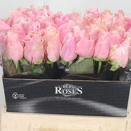 Rose Avalanche Pink