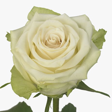 Rose Avalonia