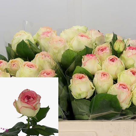 Summer 18 rose商品 Rose Ave Maria Summerhouse 50cm | Wholesale Dutch Flowers