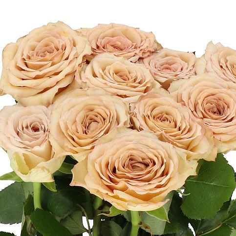 Rose Bailey 50cm | Wholesale Dutch Flowers & Florist Supplies UK
