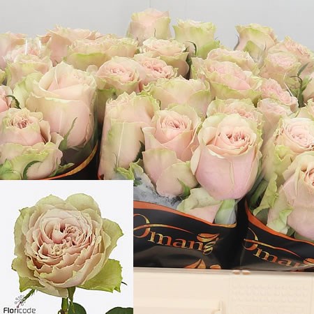 Rose Belle Katharina 50cm Wholesale Dutch Flowers Florist Supplies Uk