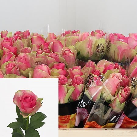 Rose Bellevue