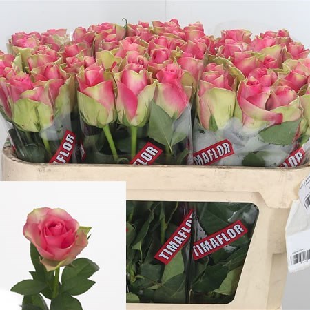 Rose Bellevue