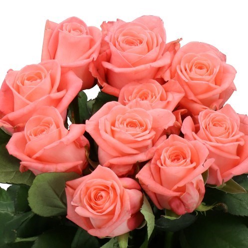 Rose Big Girl