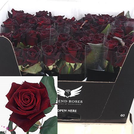 Rose Black Baccara
