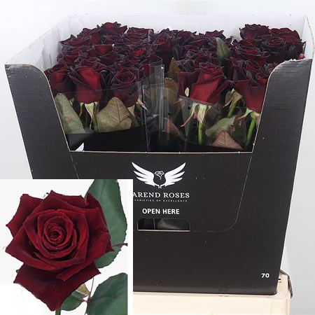 Rose Black Baccara