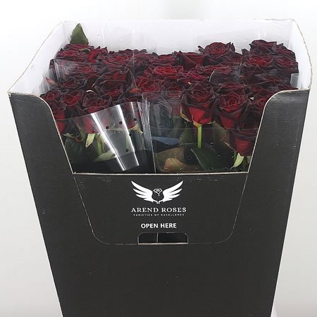 Rose Black Baccara