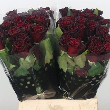 Rose Black Baccara (Ecuador)