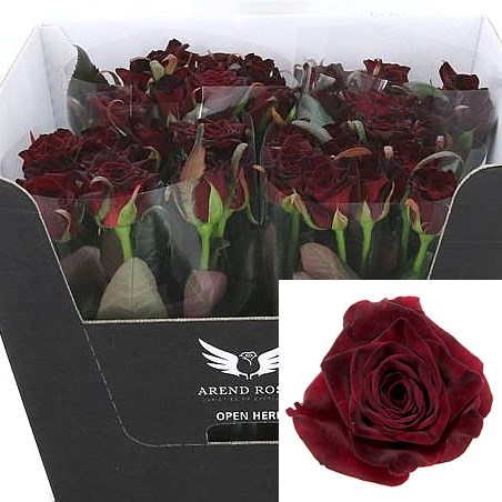 Rose black baccara