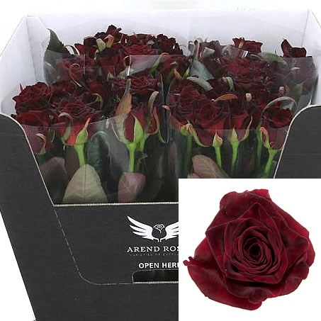 Rose black baccara
