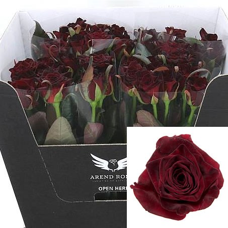 Rose Black Baccara 70cm | Wholesale Flowers & Florist Supplies UK