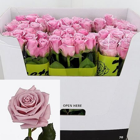 Rose Blue Chip