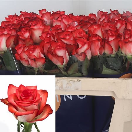 Rose Blush