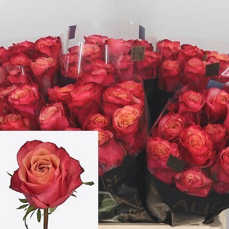 Rose Bogart