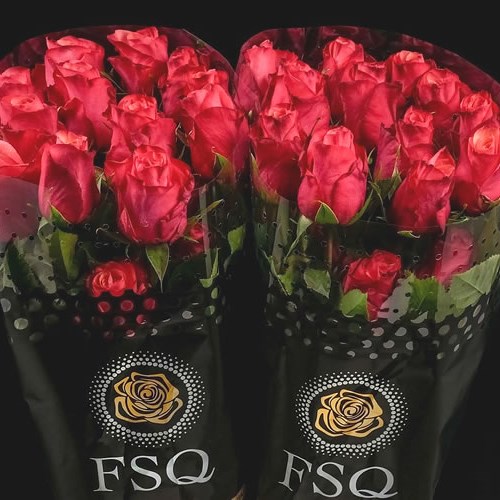 Rose Bogartbb (Ecuador Large Heads) 50cm Wholesale Dutch Flowers