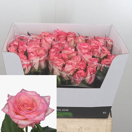 Rose Boulevard 60cm | Wholesale Dutch Flowers & Florist Supplies UK