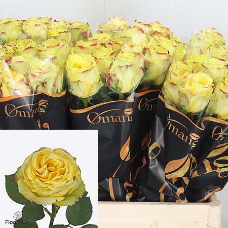 Rose Brasil