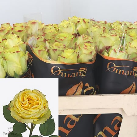 Rose Brasil