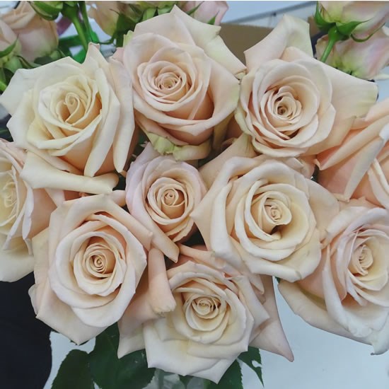 Rose Bridal Nude
