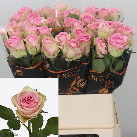 Rose Brigitte Bardot 80cm | Wholesale Dutch Flowers & Florist Supplies UK