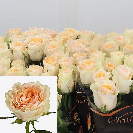 Rose Brinessa 50cm | Wholesale Dutch Flowers & Florist Supplies UK