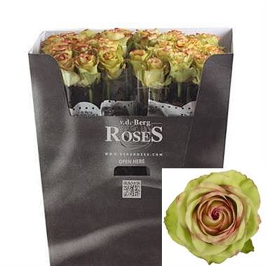 Rose brocante