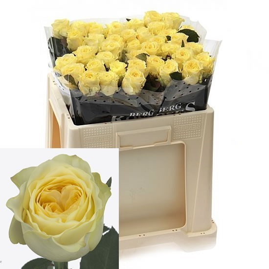 Rose Buttercup (Small)
