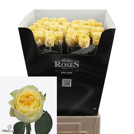 Rose Buttercup