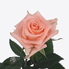 Rose Cadillac