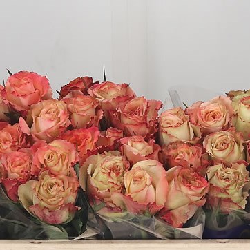 Rose Cafe Caramel