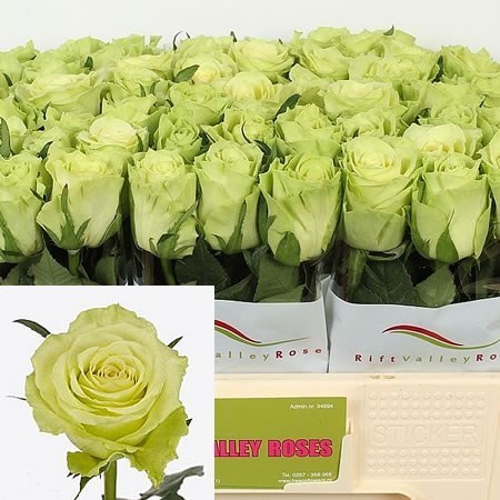 Rose Camouflage