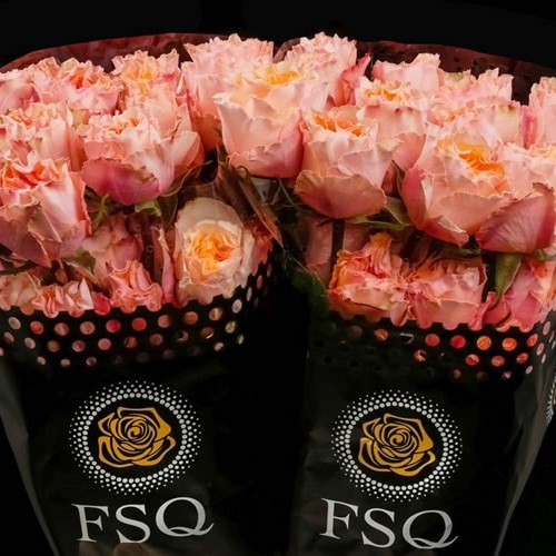 Rose Campanella Peach (Ecuador Large Heads)