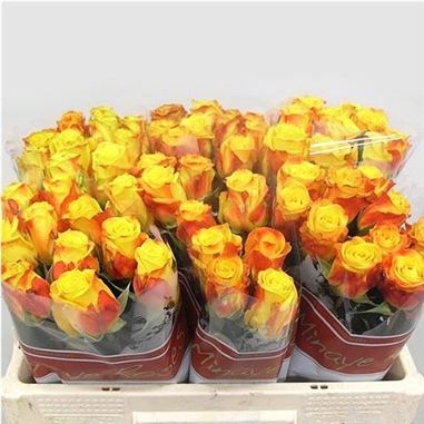 Rose candlelight