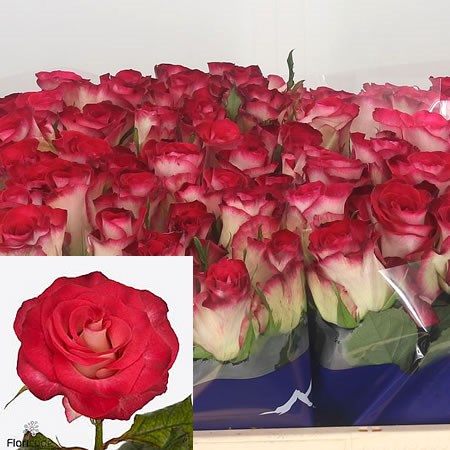 Rose Carice