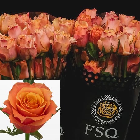 Rose Carpe Diem (Ecuador Large Heads)