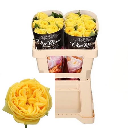 Rose Catalina