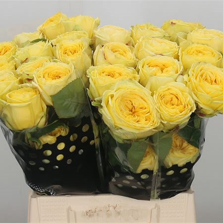 Rose Catalina (Ecuador)