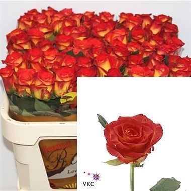 Rose Catch