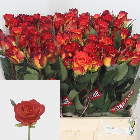 Rose Catch (Small)