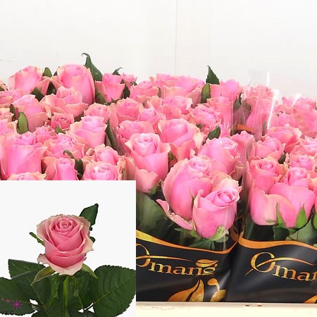 Rose Celeb