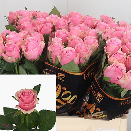 Rose Celeb