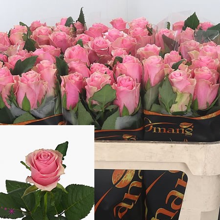 Rose Celeb
