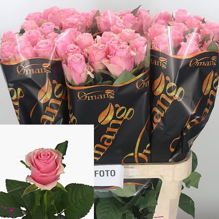 Rose Celeb