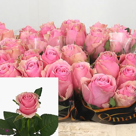 Rose Celeb (Small)