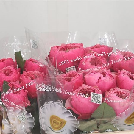Rose Cerise Vuvuzela
