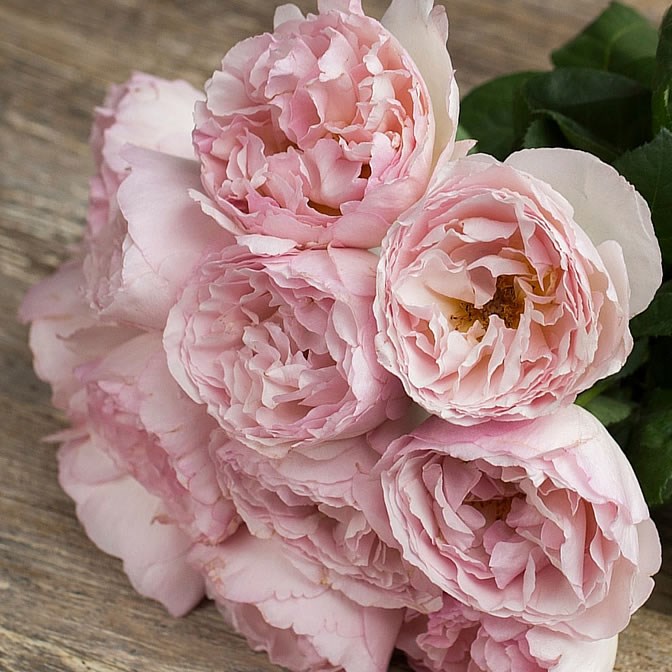 Rose Charlene de Monaco